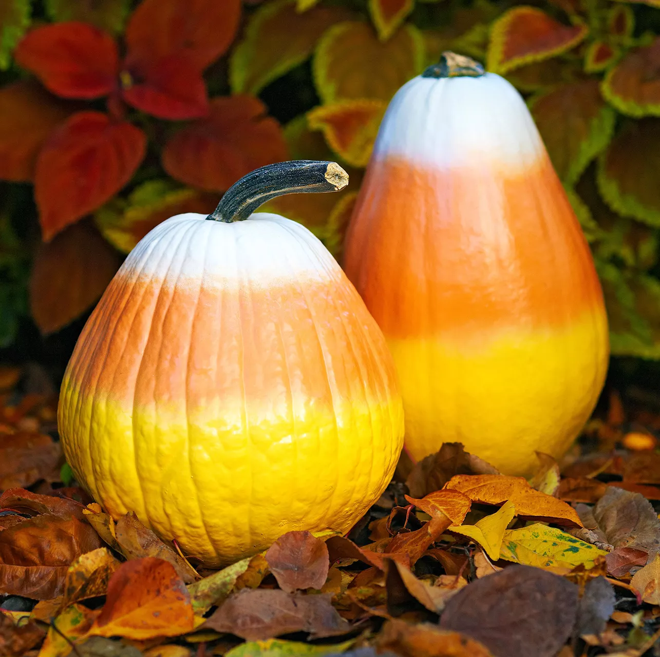 candy-corn cone-shaped pumpkins